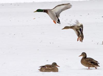 flying-ducks.jpg