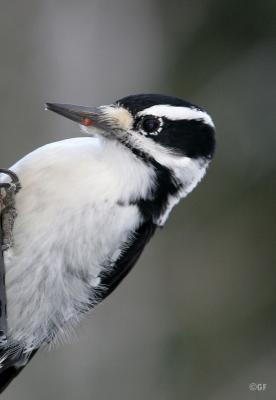 Hairy Woodpecker  Female