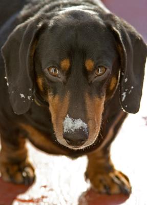 A nominal Dachshund named Phen