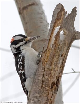 Hairy Woodpecker Male