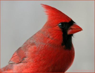 Cardinal-close.jpg