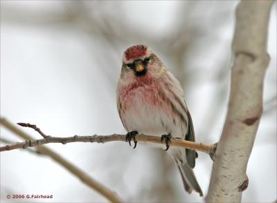 Common Redpoll ( Giving me an Owl look)