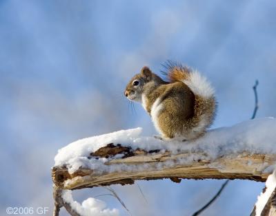 Ringtail Squirrel