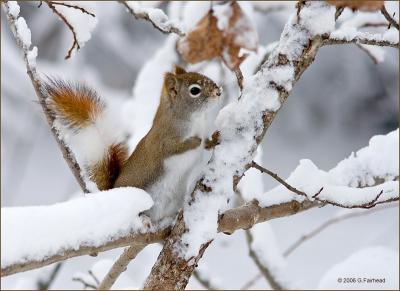 Lean on the Tree