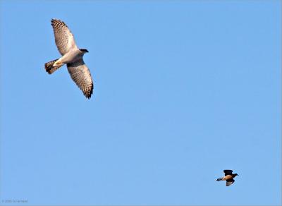 Goshawk chasing down a Mourning Dove