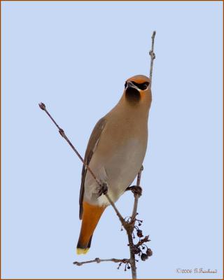 Bohemian Waxwing Re-worked