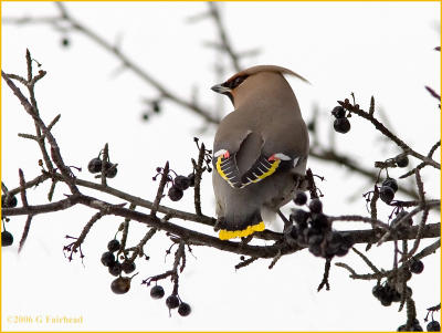 Back of the Bohemian Waxwing