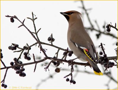 Profile of the Bohemian Waxwing