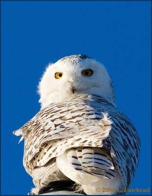 Owl-Blue.jpg