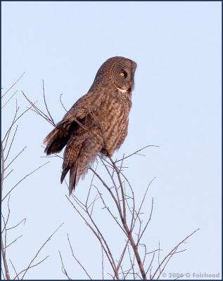 Tree-owl.jpg