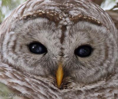 Barred Owl  Brown Eyes
