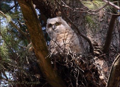 Great Horned Owlet