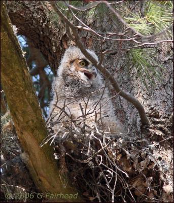 Great Horned Owlet...open yawning