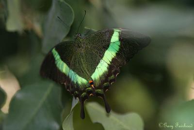 One last one...Emerald Swallowtail