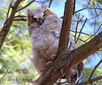 Great Horned Owlet (s) branching out. Watch out for those talons!