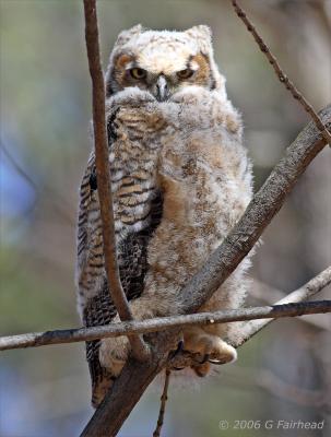 Great Horned Owlet ...giving me that look.