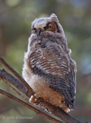 Great Horned Owlet (s) branching out