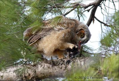Feeding Time for The Owlet