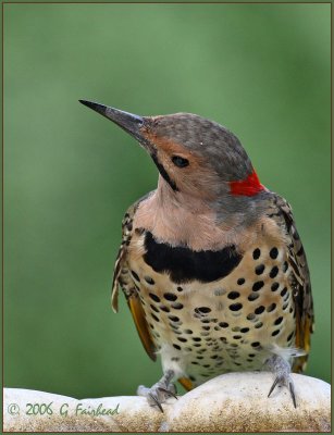 Yellow Shafted Flicker