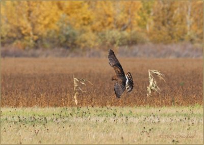 Northern Harrier Harvest