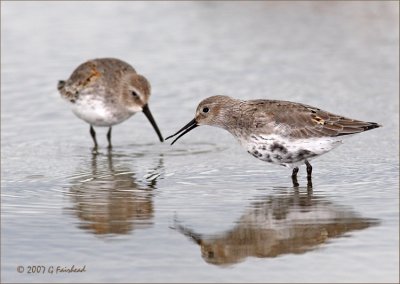 Dunlin.jpg