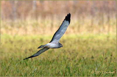 Northern Harrier