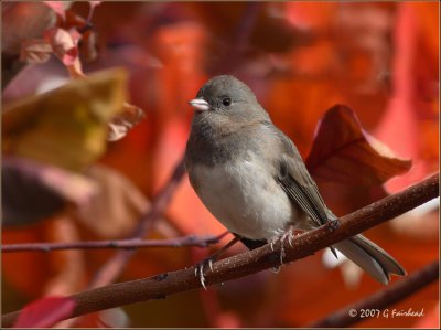 Junco on Red