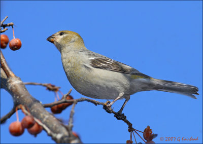 Female Pine Grosbeak