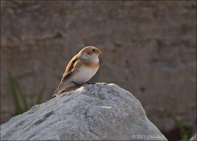Snow Bunting on the rocks