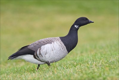 Brandt Goose from last year (2006)