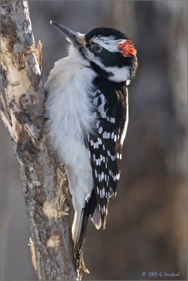 Full Frame Hairy Woodpecker