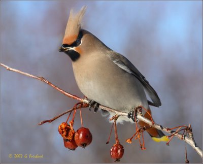 Great Crested Bohemian Waxwing