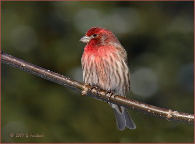 House Finch