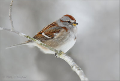 Another American Tree Sparrow