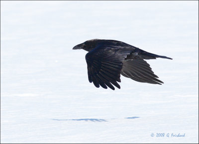 Raven2.jpg