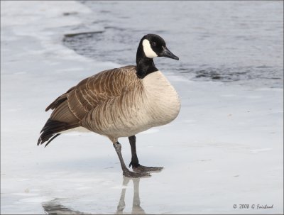 Goose.jpg