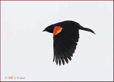 Redwing Blackbird in flight