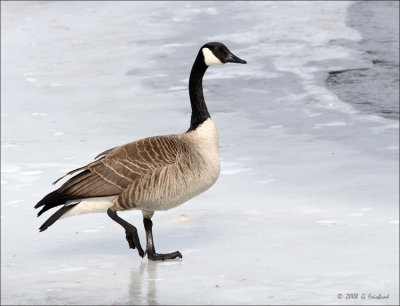 Canada Goose