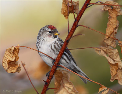 Winter bird in Spring