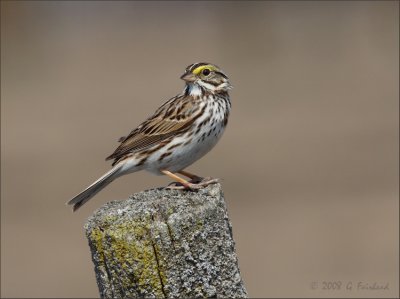 Savanagh.Sparrow