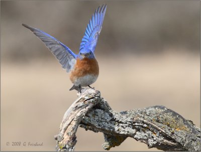 Wing Stretch a la Eastern Bluebird