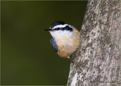 Red Breasted Nuthatch