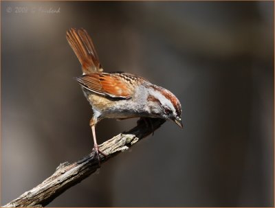Swamp-Sparrow2.jpg