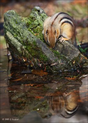 Pond Reflection