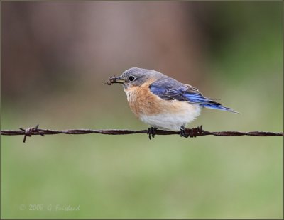 Female-Bluebird.jpg
