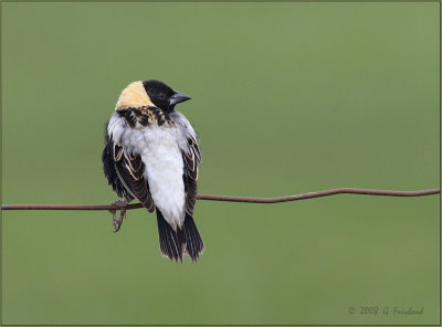 Bobolink on Green