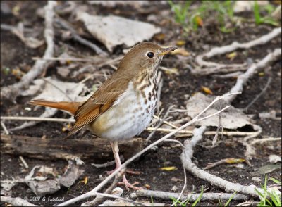 Hermit Thrush