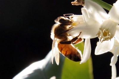 bee2 024_D.jpg