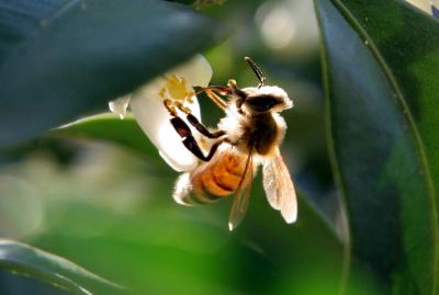 bee 024_B.jpg