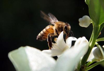 bee 039_C.jpg